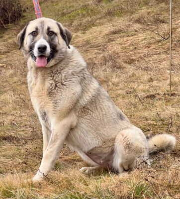 Lady Suzanna möchte IHRE Menschen glücklich machen, Mischling - Hündin