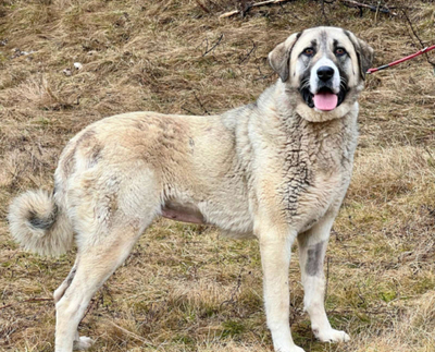 Lady Suzanna wartet auf IHREN Lebensplatz, Mischling - Hündin