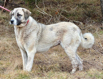 Lady Suzanna wartet auf ihren Lebensplatz, Mischling - Hündin