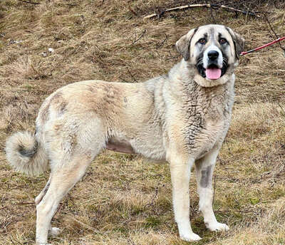Lady Suzanna wartet auf ihren Lebensplatz, Mischling - Hündin