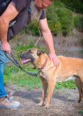 Lady - eine Gefährtin mit Herz, Malinois-Mix - Hündin