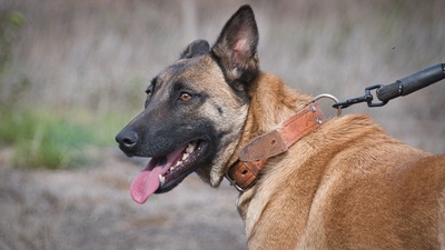 Lady - eine Gefährtin mit Herz
