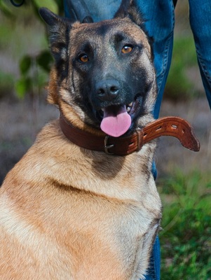 Lady - eine Gefährtin mit Herz, Malinois-Mix - Hündin