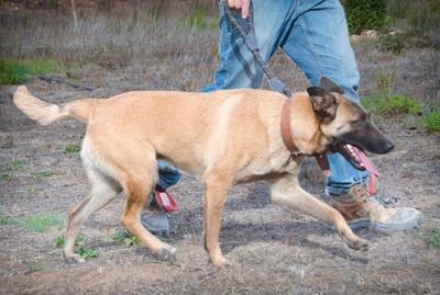 Lady - eine Gefährtin mit Herz, Malinois-Mix - Hündin