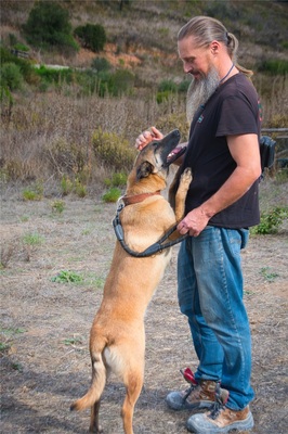 Lady - eine Gefährtin mit Herz, Malinois-Mix - Hündin