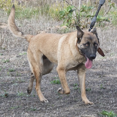 Lady - eine Gefährtin mit Herz, Malinois-Mix - Hündin