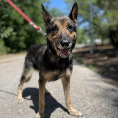 💥💥Lady ist eine 12-jährige Seniorin der Rasse Deutscher Schäferhund💥💥, Deutscher Schäferhund - Hündin
