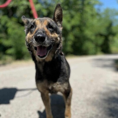 💥💥Lady ist eine 12-jährige Seniorin der Rasse Deutscher Schäferhund💥💥, Deutscher Schäferhund - Hündin