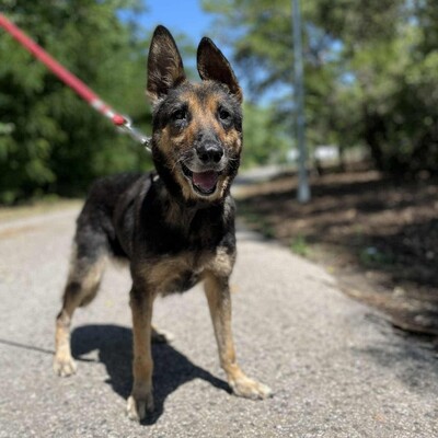 💥💥Lady ist eine 12-jährige Seniorin der Rasse Deutscher Schäferhund💥💥, Deutscher Schäferhund - Hündin