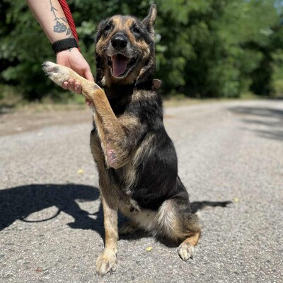 💥💥Lady ist eine 12-jährige Seniorin der Rasse Deutscher Schäferhund💥💥, Deutscher Schäferhund - Hündin