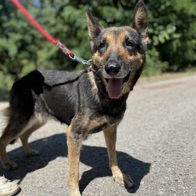 💥💥Lady ist eine 12-jährige Seniorin der Rasse Deutscher Schäferhund💥💥, Deutscher Schäferhund - Hündin