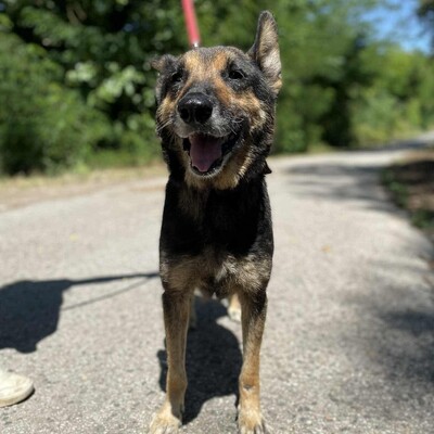 💥💥Lady ist eine 12-jährige Seniorin der Rasse Deutscher Schäferhund💥💥, Deutscher Schäferhund - Hündin