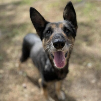 💥💥Lady ist eine 12-jährige Seniorin der Rasse Deutscher Schäferhund💥💥, Deutscher Schäferhund - Hündin