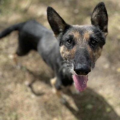 💥💥Lady ist eine 12-jährige Seniorin der Rasse Deutscher Schäferhund💥💥, Deutscher Schäferhund - Hündin