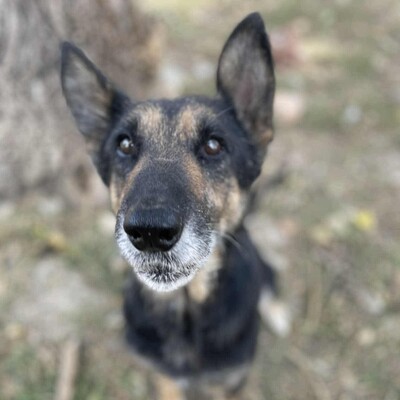 💥💥Lady ist eine 12-jährige Seniorin der Rasse Deutscher Schäferhund💥💥, Deutscher Schäferhund - Hündin