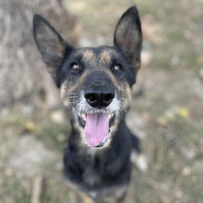 💥💥Lady ist eine 12-jährige Seniorin der Rasse Deutscher Schäferhund💥💥, Deutscher Schäferhund - Hündin