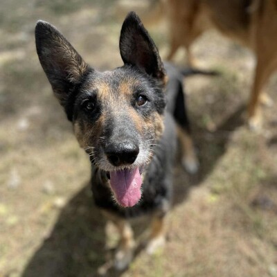 💥💥Lady ist eine 12-jährige Seniorin der Rasse Deutscher Schäferhund💥💥, Deutscher Schäferhund - Hündin