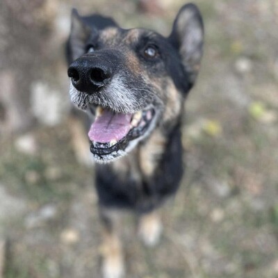 💥💥Lady ist eine 12-jährige Seniorin der Rasse Deutscher Schäferhund💥💥, Deutscher Schäferhund - Hündin