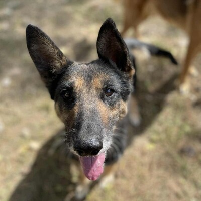 💥💥Lady ist eine 12-jährige Seniorin der Rasse Deutscher Schäferhund💥💥, Deutscher Schäferhund - Hündin