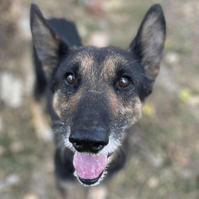 💥💥Lady ist eine 13-jährige Seniorin der Rasse Deutscher Schäferhund💥💥, Deutscher Schäferhund - Hündin
