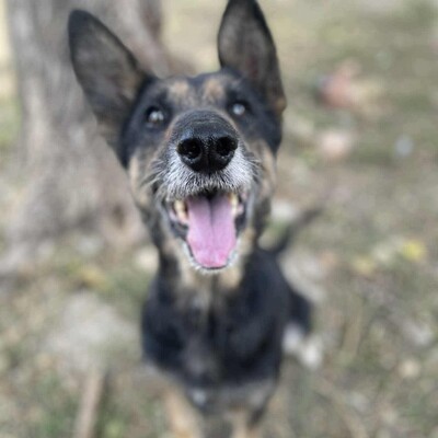 💥💥Lady ist eine 13-jährige Seniorin der Rasse Deutscher Schäferhund💥💥, Deutscher Schäferhund - Hündin