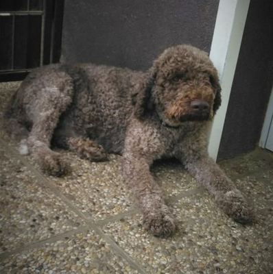 Lagotto Romagnolo - Hündin