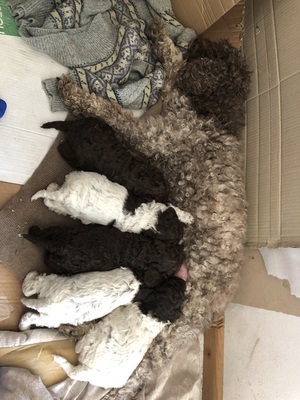 Lagotto Romagnolo Welpen - Hündin