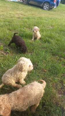 Lagotto Romagnolo Welpen - Rüde