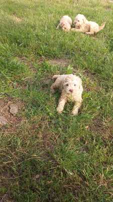 Lagotto Romagnolo Welpen - Rüde