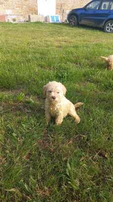 Lagotto Romagnolo Welpen - Rüde