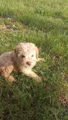 Lagotto Romagnolo Welpen - Rüde