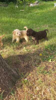 Lagotto Romagnolo Welpen - Rüde