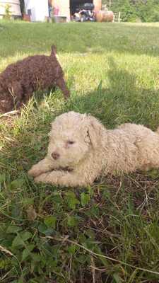 Lagotto Romagnolo Welpen - Rüde