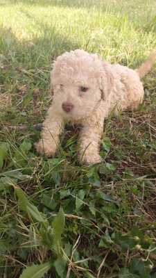 Lagotto Romagnolo Welpen - Rüde