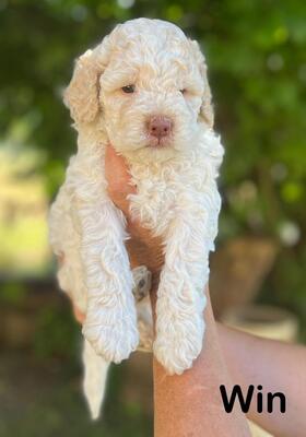 Lagotto Romagnolo Welpen mit Stammbaum, Lagotto Rogmanolo Welpen - Hündin 1