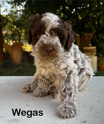 Lagotto Romagnolo Welpen mit Stammbaum, Lagotto Rogmanolo Welpen - Hündin