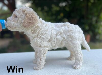 Lagotto Romagnolo Welpen mit Stammbaum, Lagotto Rogmanolo Welpen - Hündin