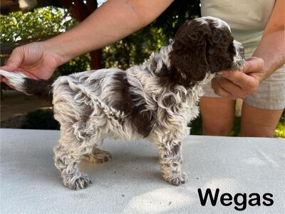 Lagotto Romagnolo Welpen mit Stammbaum, Lagotto Rogmanolo Welpen - Hündin