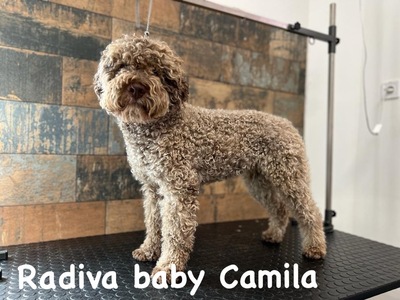 Lagotto Romagnolo Welpen mit Stammbaum, Lagotto Rogmanolo Welpen - Hündin