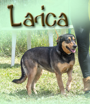 Laica – ein toller Familienhund, Mischling - Hündin