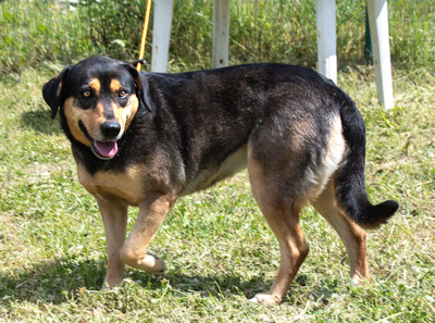 Laica – ein toller Familienhund, Mischling - Hündin