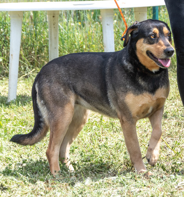 Laica – ein toller Familienhund, Mischling - Hündin