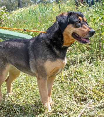 Laica – ein toller Familienhund, Mischling - Hündin