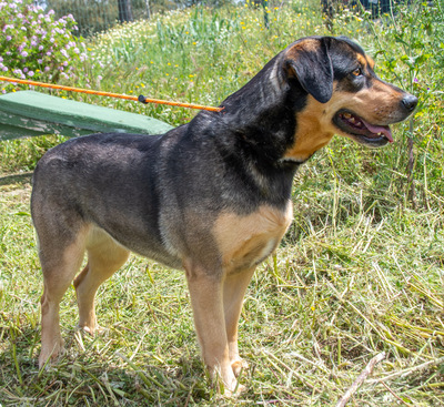 Laica – ein toller Familienhund, Mischling - Hündin