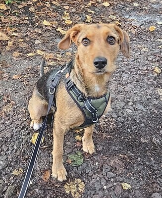 Laika, Mischling - Hündin