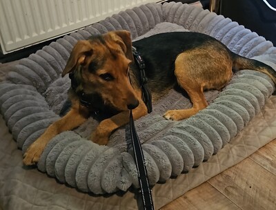 Laika, Mischling - Hündin