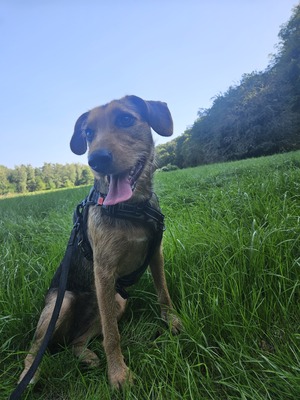Laika, Mischling - Hündin