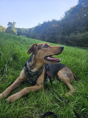 Laika, Mischling - Hündin