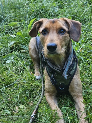 Laika