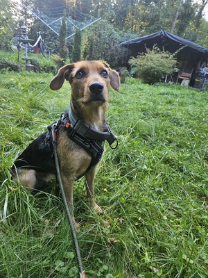 Laika, Mischling - Hündin